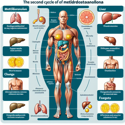 Cómo reacciona el cuerpo al segundo ciclo con Metildrostanolona