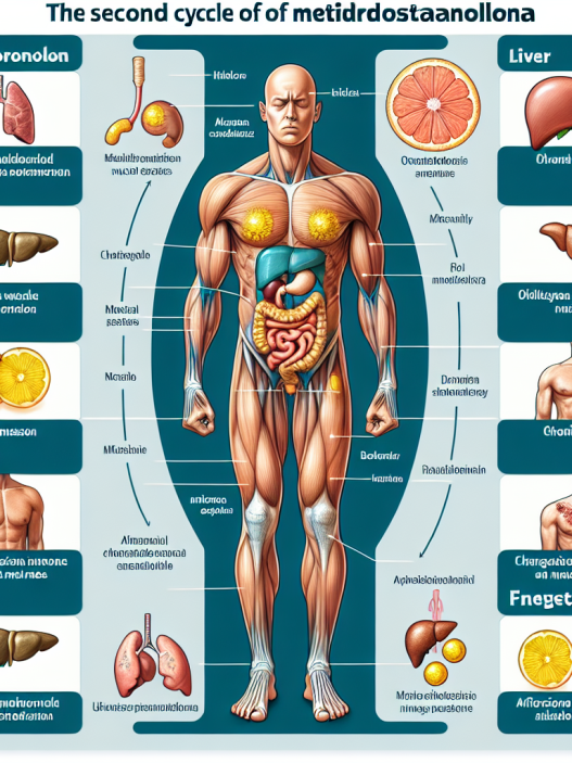 Cómo reacciona el cuerpo al segundo ciclo con Metildrostanolona