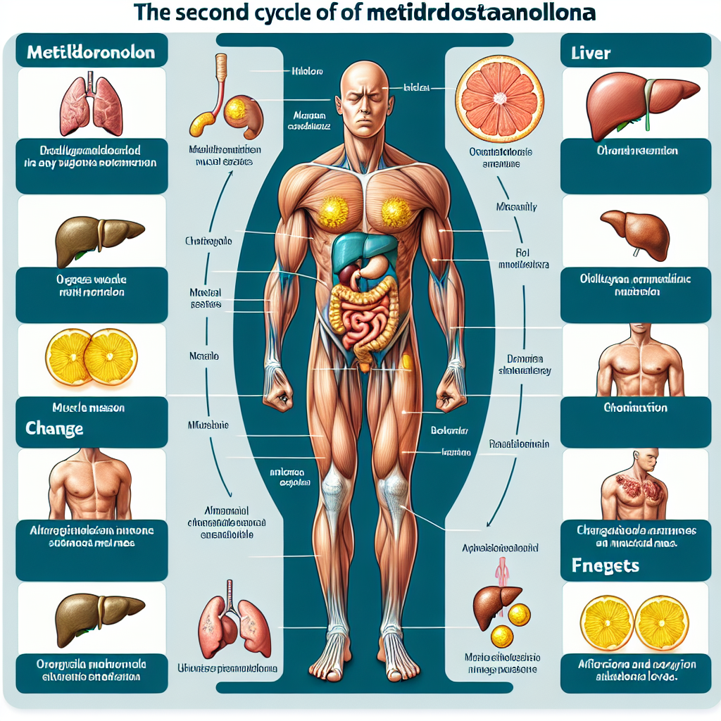 Cómo reacciona el cuerpo al segundo ciclo con Metildrostanolona