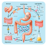 Cómo afecta CLA al sistema digestivo